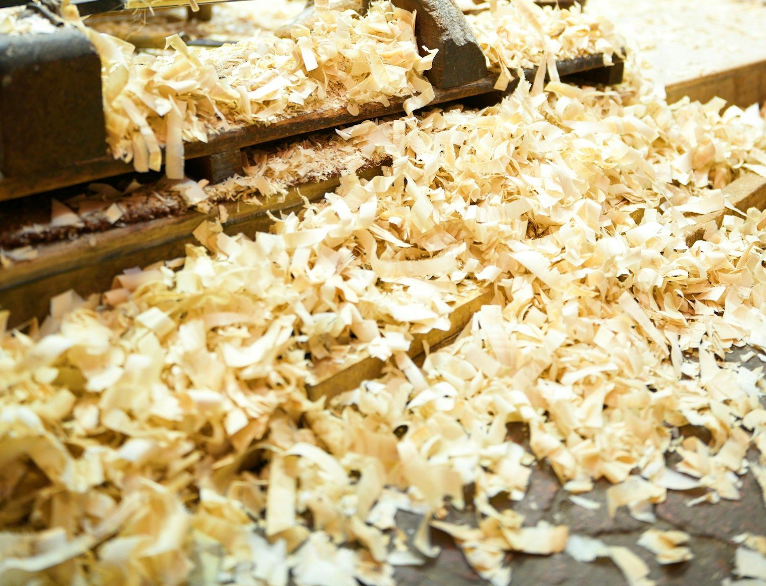 Des copeaux de chêne blond sous la raboteuse